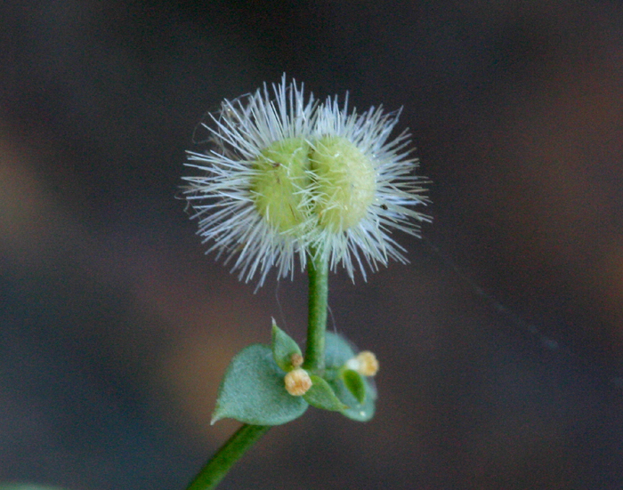 Plancia ëd Galium multiflorum Kellogg