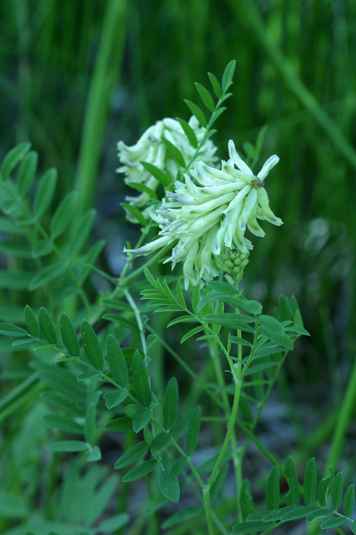 Astragalus canadensis L.的圖片