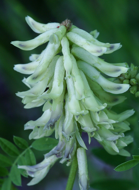 Plancia ëd Astragalus canadensis L.