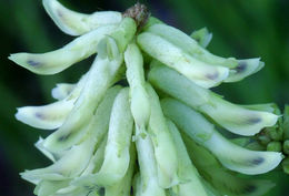 Plancia ëd Astragalus canadensis L.