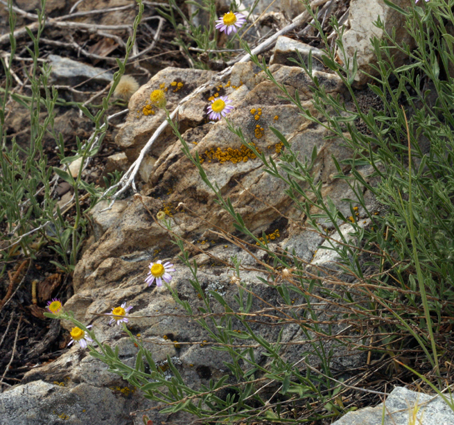 Image of Brewer's fleabane