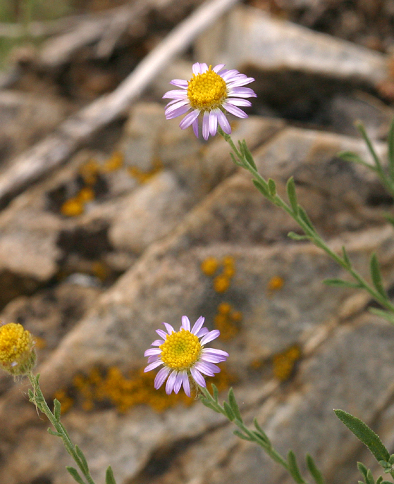 Image of Brewer's fleabane