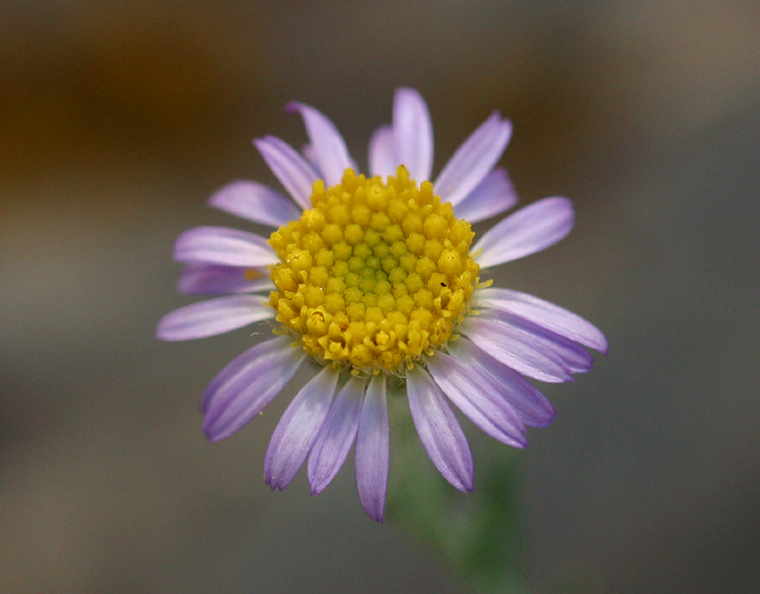 Image of Brewer's fleabane