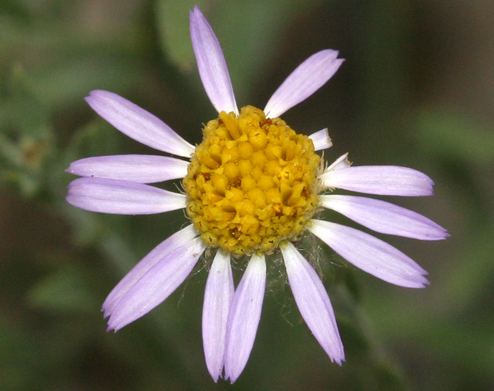 Image of Brewer's fleabane