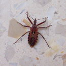 صورة Rhynocoris Hahn 1834