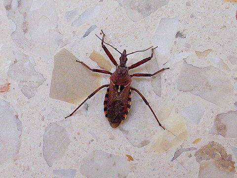 صورة Rhynocoris erythropus (Linnaeus 1767)