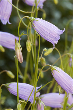 Image of Campanula cespitosa Scop.