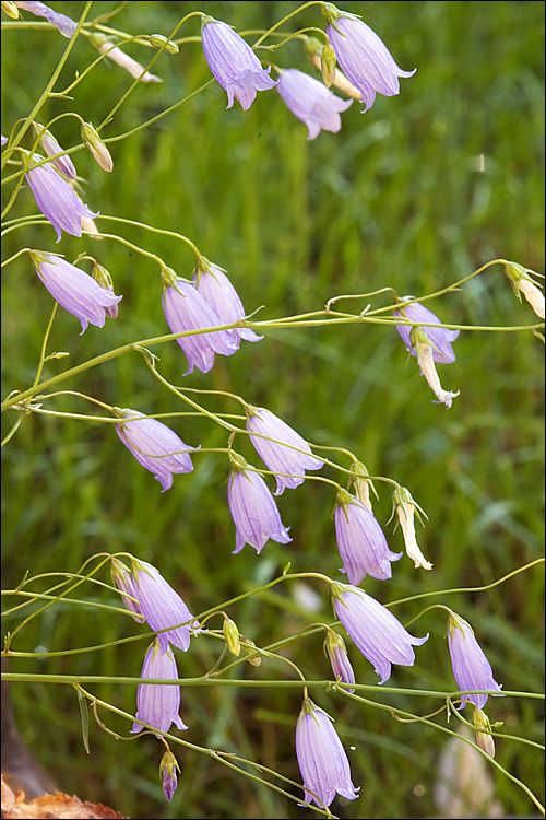 Image of Campanula cespitosa Scop.