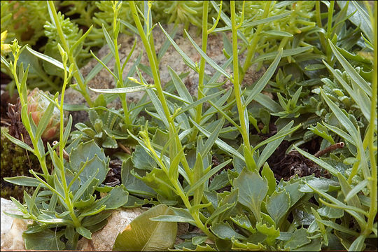 Image of Campanula cespitosa Scop.