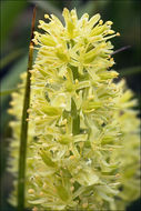 Image of Tofield's asphodel