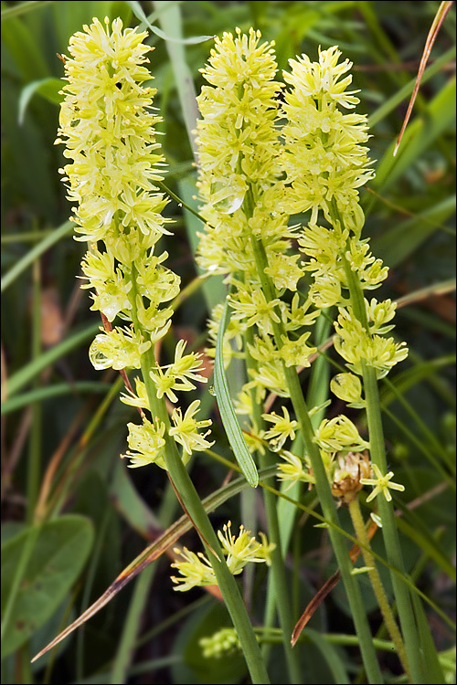 صورة Tofieldia calyculata (L.) Wahlenb.