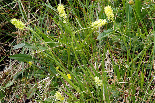 Image of Tofield's asphodel