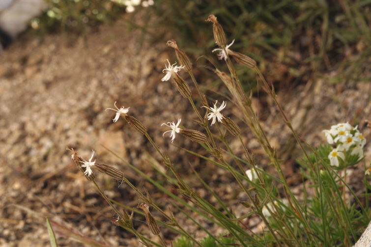 Image of Palmer's catchfly