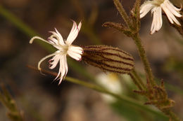 Слика од Silene bernardina S. Wats.