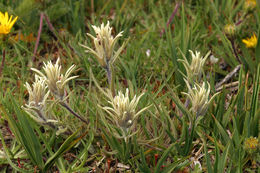 Image of dwarf alpine Indian paintbrush