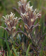 Image of dwarf alpine Indian paintbrush