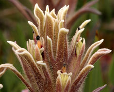 Image of dwarf alpine Indian paintbrush