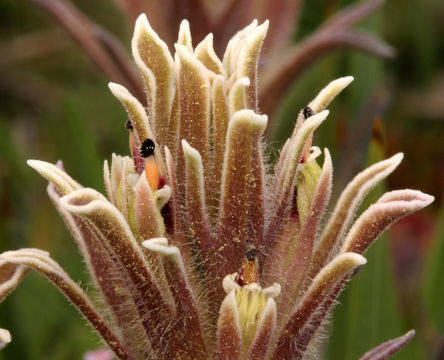 Image of dwarf alpine Indian paintbrush