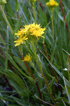 Image of Rocky Mountain goldenrod