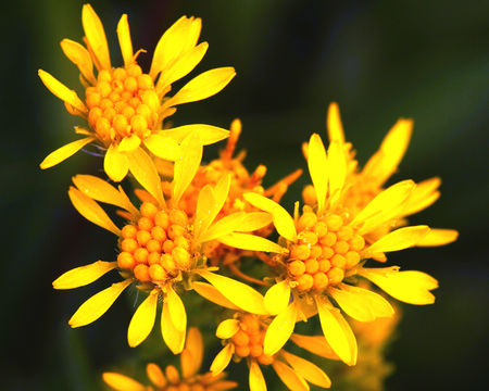 Image of Rocky Mountain goldenrod