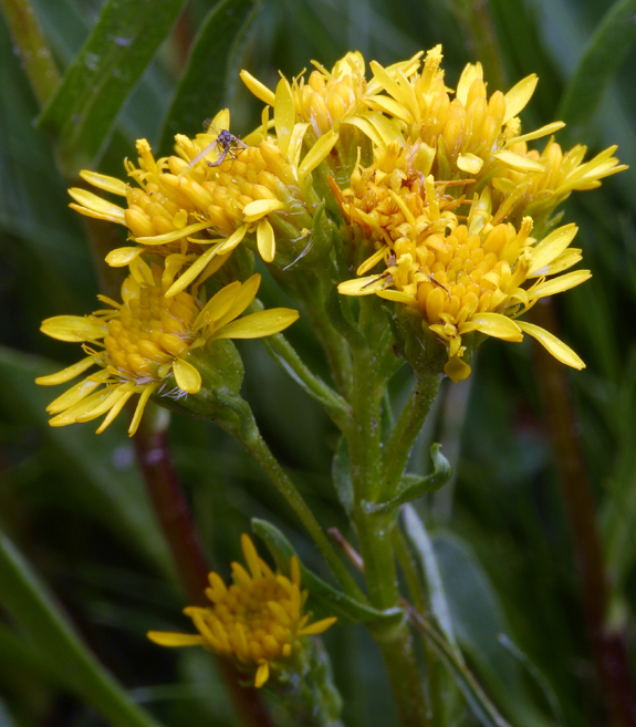 Image of Rocky Mountain goldenrod