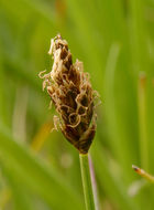 Carex subnigricans Stacey resmi