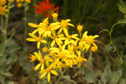 Image of woolly groundsel