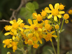 Image of woolly groundsel