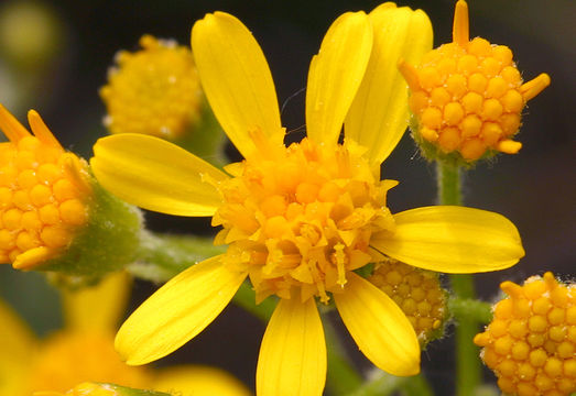 Image of woolly groundsel