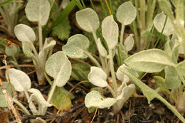 Image of woolly groundsel