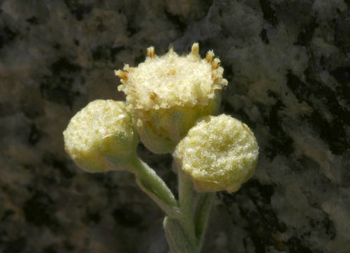 Image of <i>Sphaeromeria cana</i>