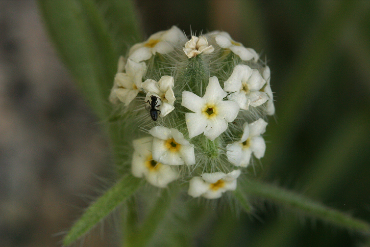 صورة Cryptantha nubigena (Greene) Payson