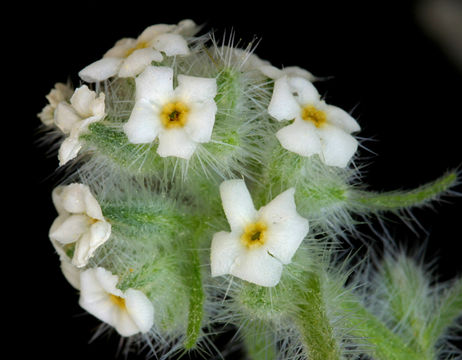 صورة Cryptantha nubigena (Greene) Payson