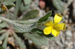 Sivun Viola tomentosa M. S. Baker & J. Clausen kuva