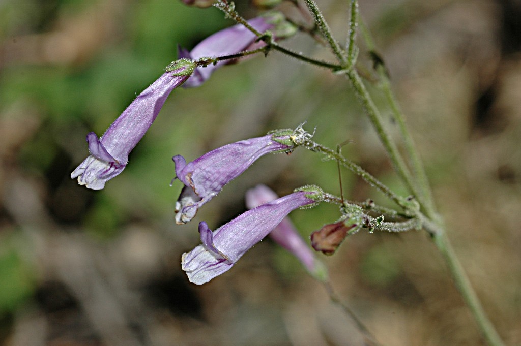 Image de Penstemon personatus D. D. Keck