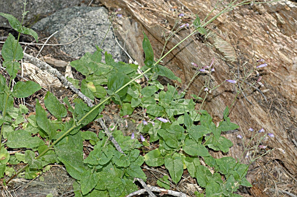 Image de Penstemon personatus D. D. Keck