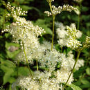 Image de Filipendula