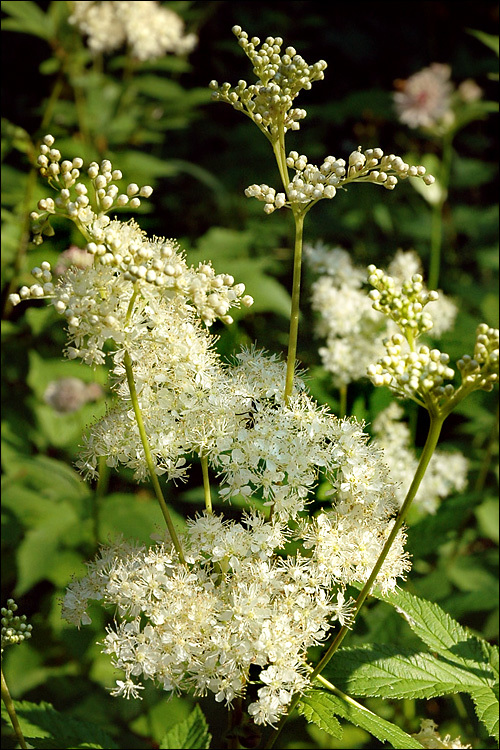 Image of Meadowsweet