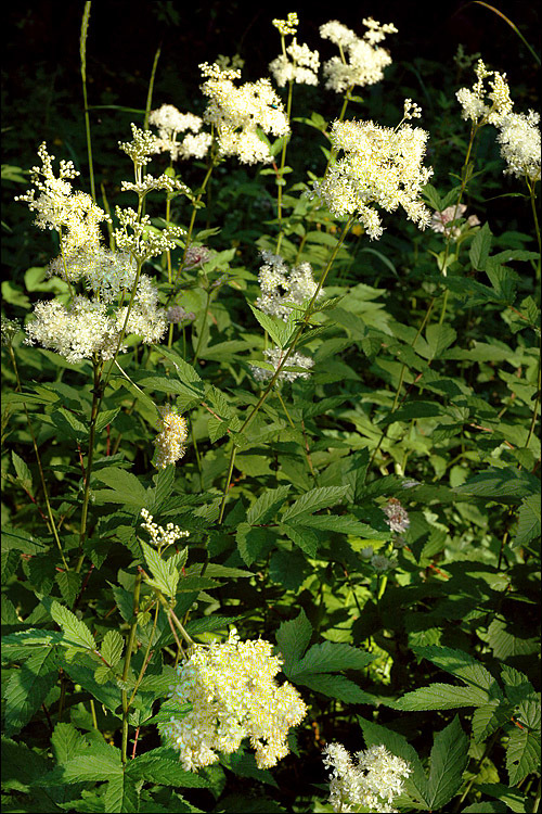 Image of Meadowsweet