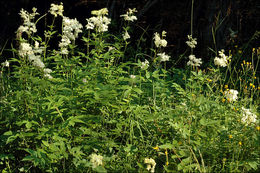 Plancia ëd Filipendula ulmaria (L.) Maxim.