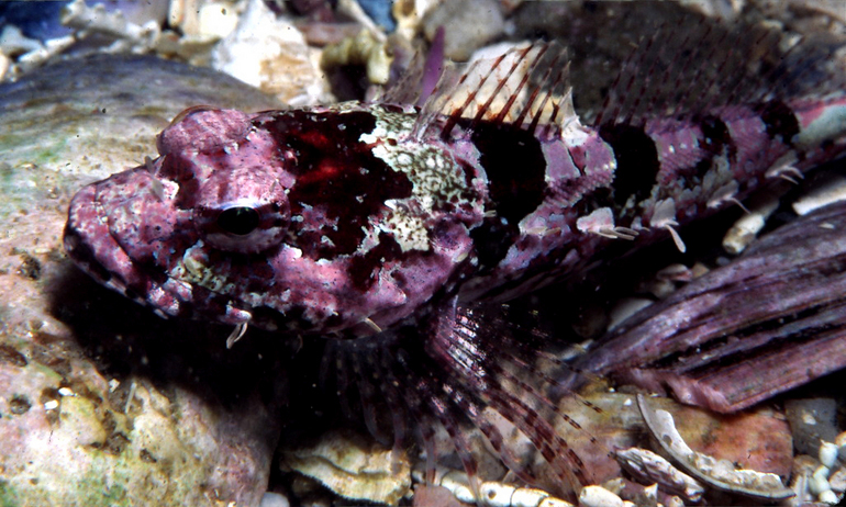 Image of Coralline sculpin