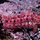 Image of Spotted kelpfish