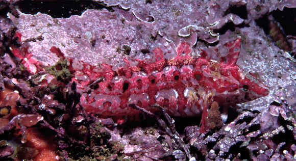 Image of Spotted kelpfish