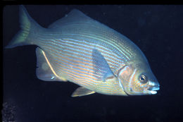 Image of Striped sea perch