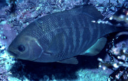 Image of Black perch