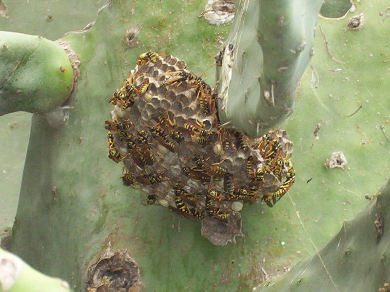 Image of Paper wasp