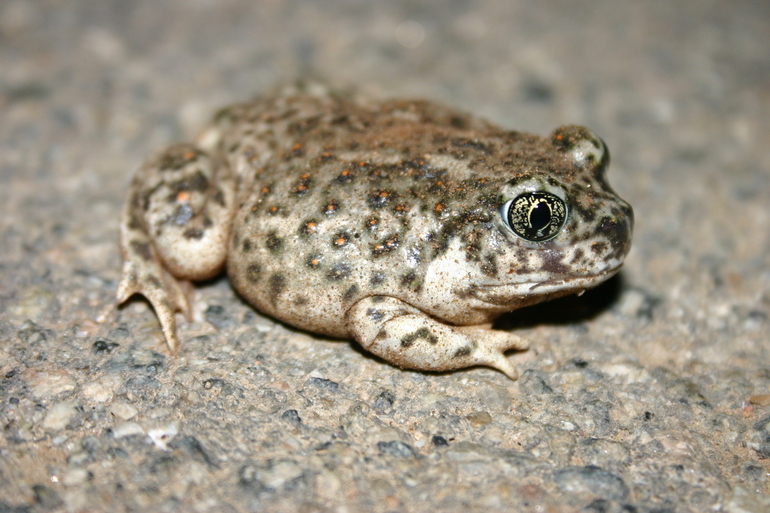 Image of Western Spadefoot Toad