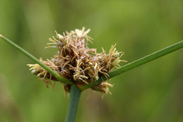 صورة Amphiscirpus nevadensis (S. Watson) Oteng-Yeb.