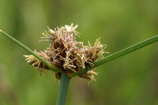 Plancia ëd Amphiscirpus nevadensis (S. Watson) Oteng-Yeb.