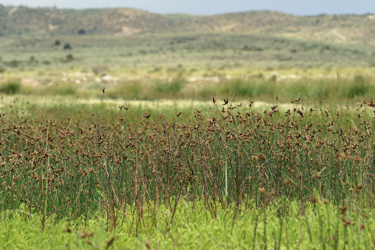 Plancia ëd Amphiscirpus nevadensis (S. Watson) Oteng-Yeb.